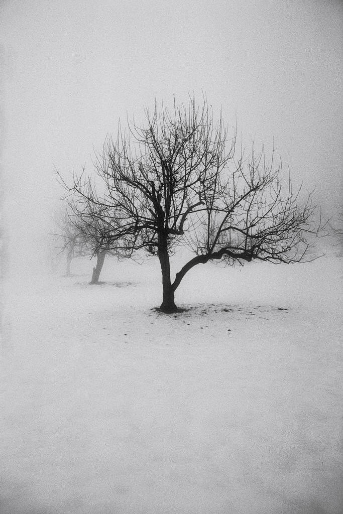 Winter Tree