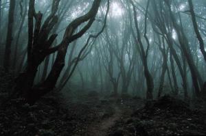 Dark forest