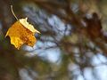 A leaf falls