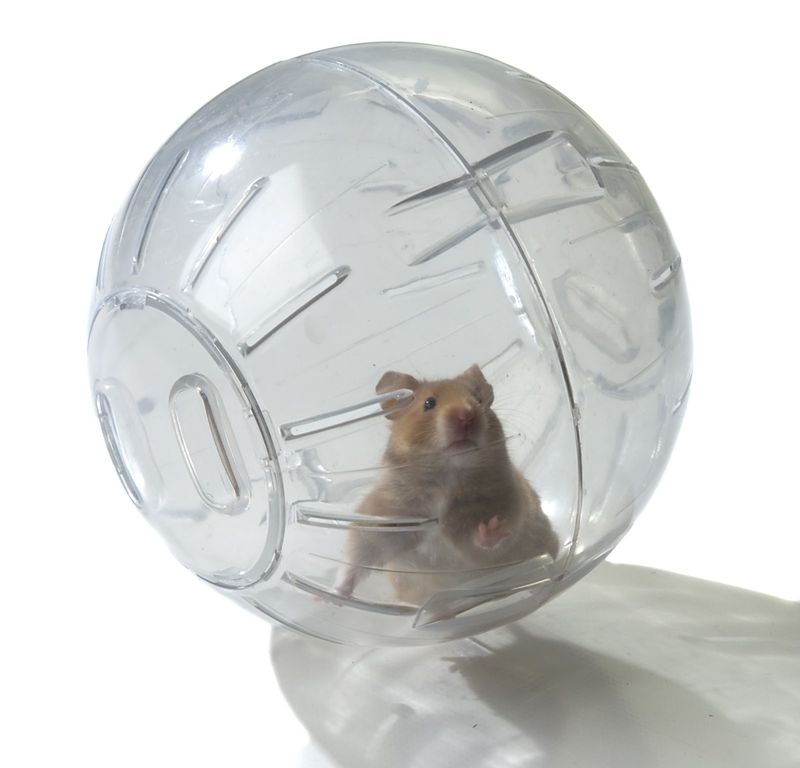 Hamster ball