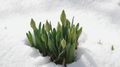 Buds-of-tulips-pierced-the-snow