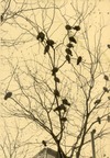 Birds_in_tree